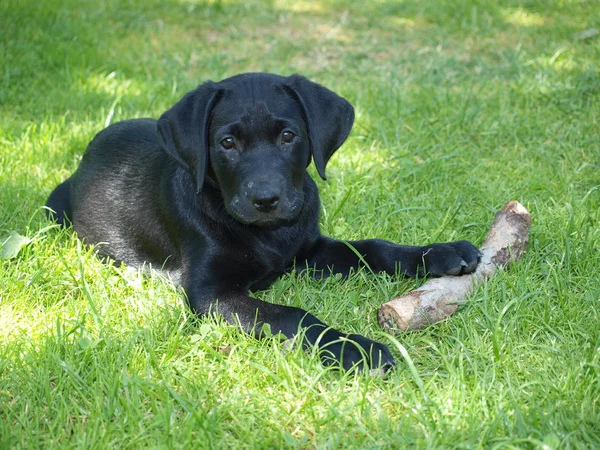 Cachorrinho Labrador Retriever — Fotografia de Stock