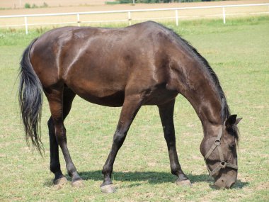 benzersiz starokladruby at, Doğu bohemia