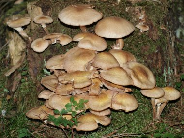 bir ağaç kütüğü, south bohemia üzerine mantar