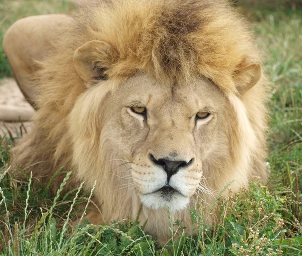 Lion (Panthera leo), República Checa — Fotografia de Stock