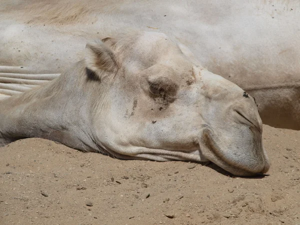 Resting camel , eastern Bohemia — Stock Photo, Image