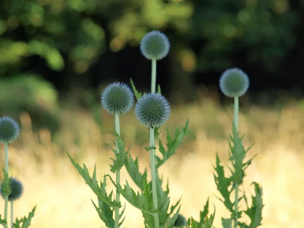 Erddistel (Echinops), Ostböhmen — Stockfoto