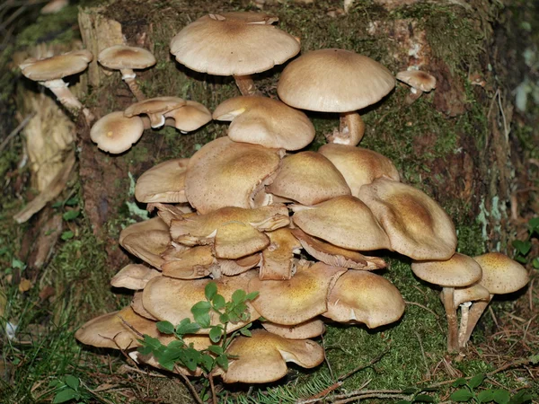 Mushrooms on a tree stump , south Bohemia — Stock Photo, Image