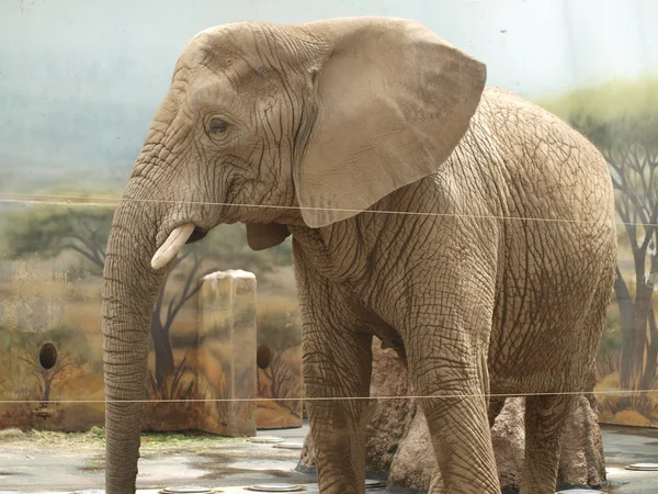 Elefant, östra Böhmen — Stockfoto