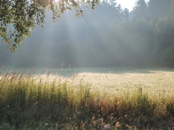 Güneşli yaz çayır üzerinde göster — Stok fotoğraf