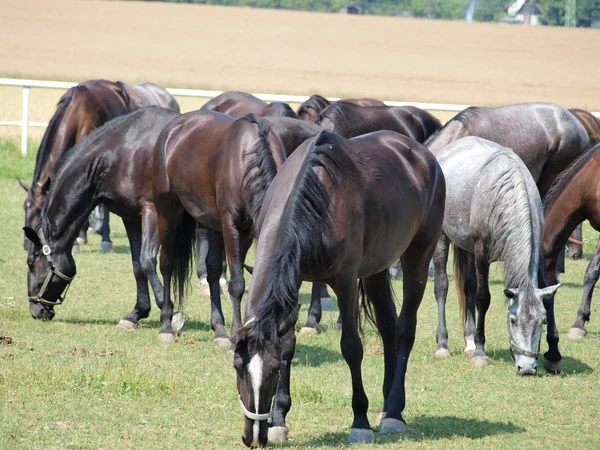 Unique Starokladruby horses , eastern Bohemia — Stock Photo, Image