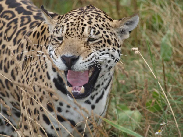 Leopardo (Panthera pardus  ) — Fotografia de Stock