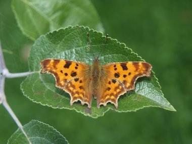 Yaprağın üzerinde güzel bir kelebek