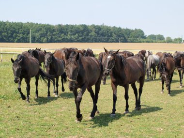 benzersiz starokladruby at, Doğu bohemia