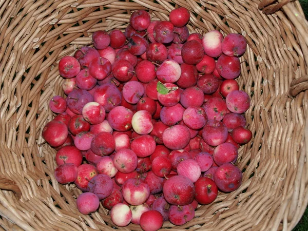 Apfelernte im Herbst, Südböhmen — Stockfoto