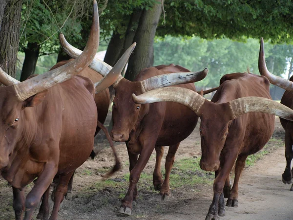 Passing herd of Watusi — Stock Photo, Image