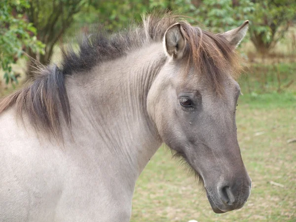 Moderna tarpan, har många tecken av den ursprungliga tarpan — Stockfoto