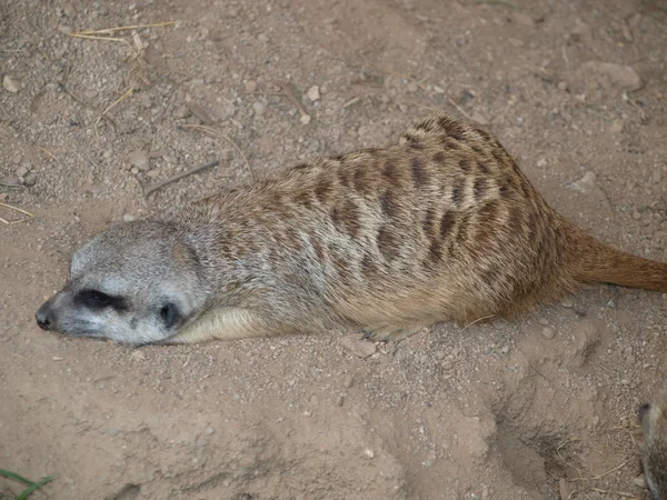 Meerkat (Suricata suricatta)  ) — Photo