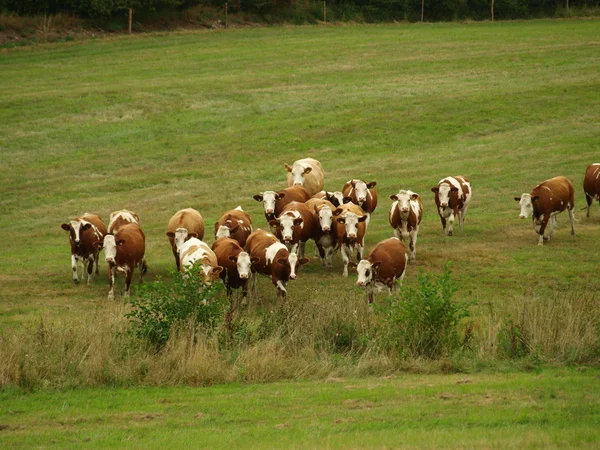 Running herd of cows grazing land — Stock Photo, Image