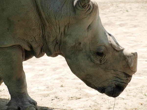 Beyaz gergedan (Ceratotherium simum ) — Stok fotoğraf