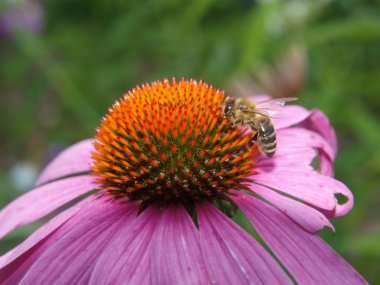 çiçek Ekinezya arıya