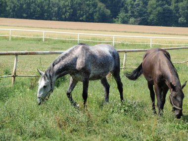benzersiz starokladruby at, Doğu bohemia