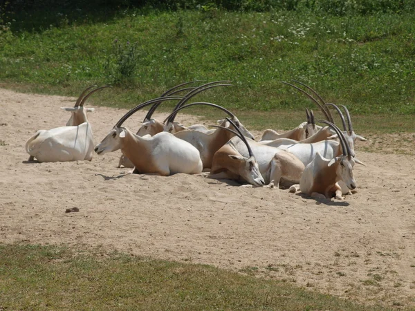 Oryx con cuernos de cimitarra (Oryx dammah  ) — Foto de Stock