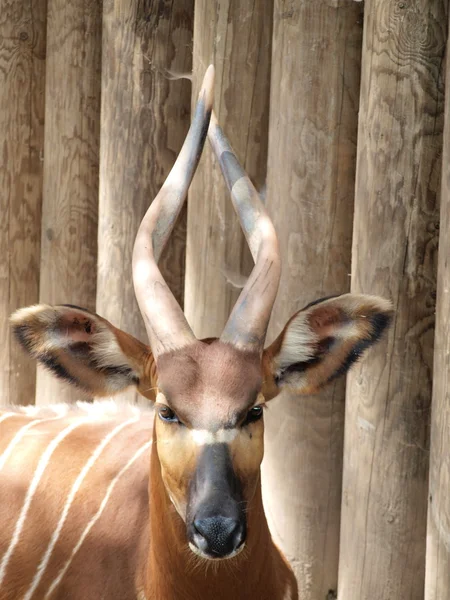 Antelope — Stock Photo, Image