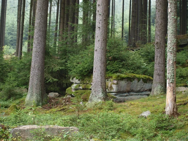 Vuren bos in de zomer — Stockfoto