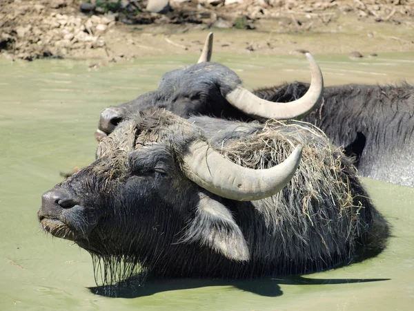 Baño de búfalo — Foto de Stock