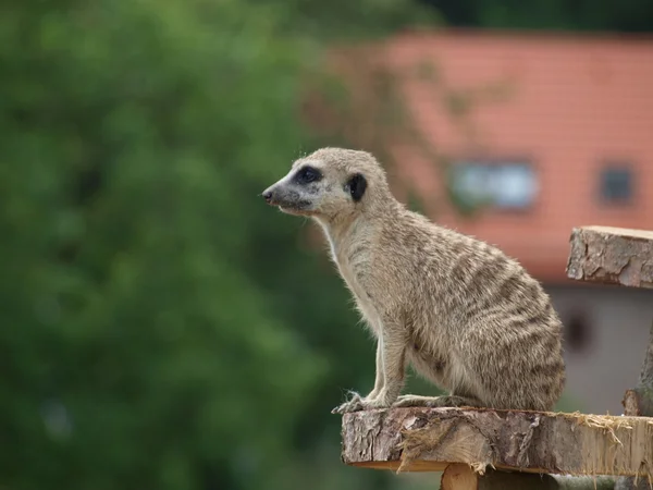 Meerkat ( Suricata suricatta ) — Stock Photo, Image