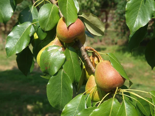 Raccolto autunnale di pere — Foto Stock