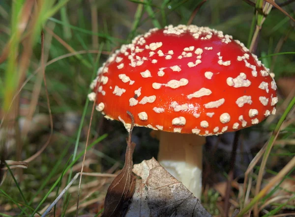 Cogumelos do Outono — Fotografia de Stock