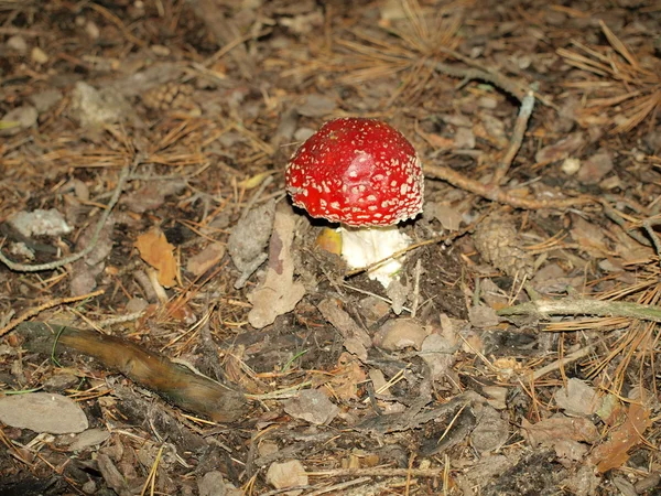 Autumn mushrooms , southern Bohemia — Stock Photo, Image