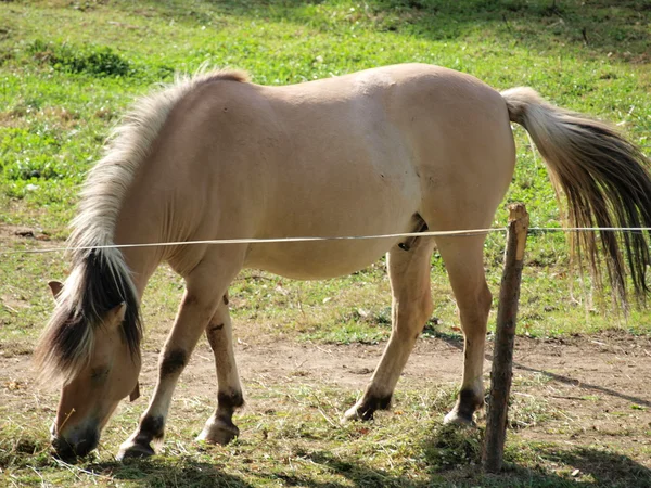 Koń, południowych Czech. — Zdjęcie stockowe