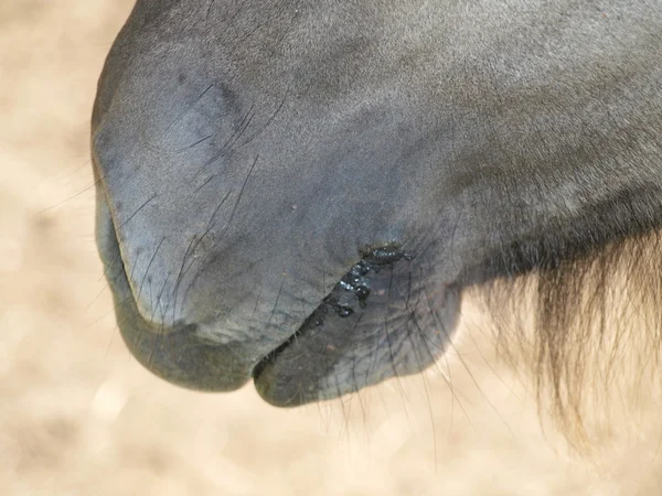 波希米亚南部的马 — 图库照片