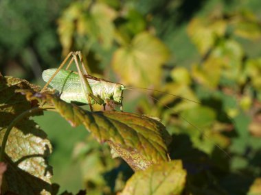 Yeşil çekirge ( Tettigonia viridissima )