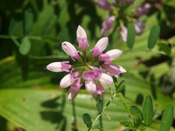 Crown vetch ( Securigera ) , South Bohemia — Stock Photo, Image