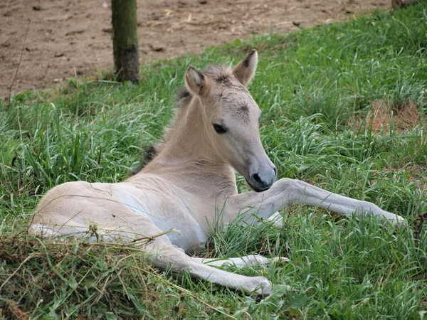 White foal — Stock Photo, Image