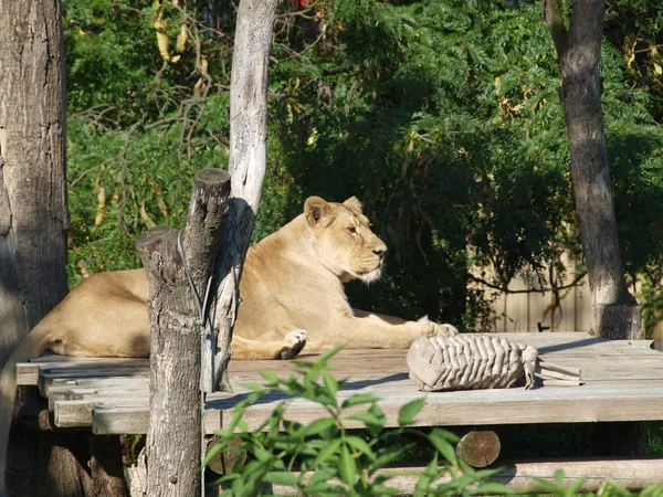 Lejoninna (Panthera leo ) — Stockfoto