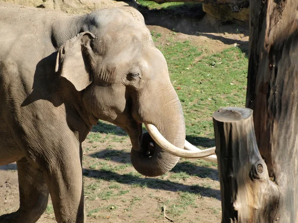 Elephant — Stock Photo, Image