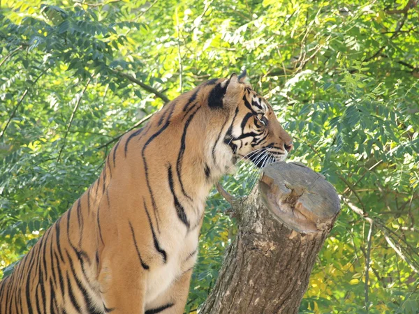 Tiger (Panthera tigris) ) — Stockfoto