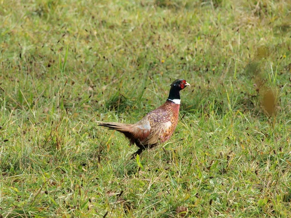 Bažant (Fasianus colchicus ) — Stock fotografie