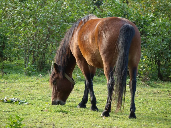 Cheval brun sur pâturage — Photo