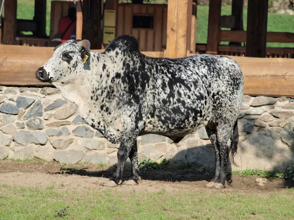 Zebu (Bos indicus ) — Stock fotografie