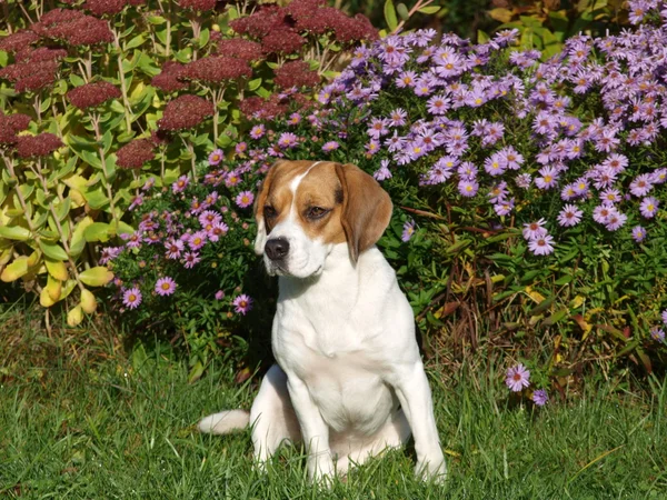 Jovem fêmea tricolor beagle — Fotografia de Stock