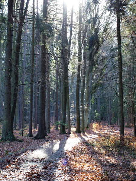 Paesaggio autunnale, Boemia meridionale — Foto Stock