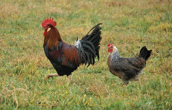 Galo e galinha, sul da Boêmia — Fotografia de Stock