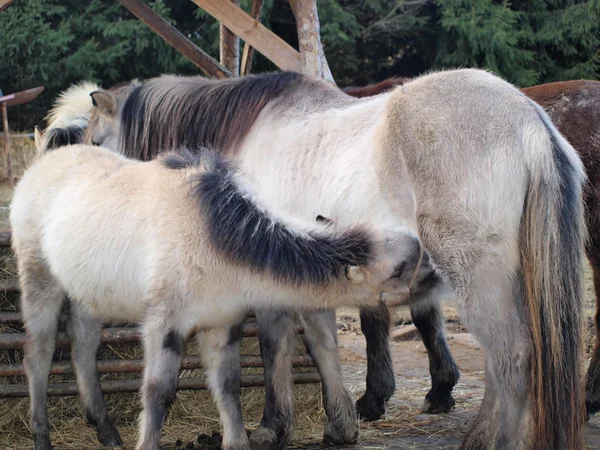泌乳ロバ子馬、南ボヘミア州 — ストック写真