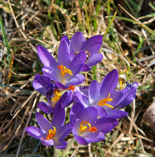 Цветок Крокус, Южная Чехия — стоковое фото
