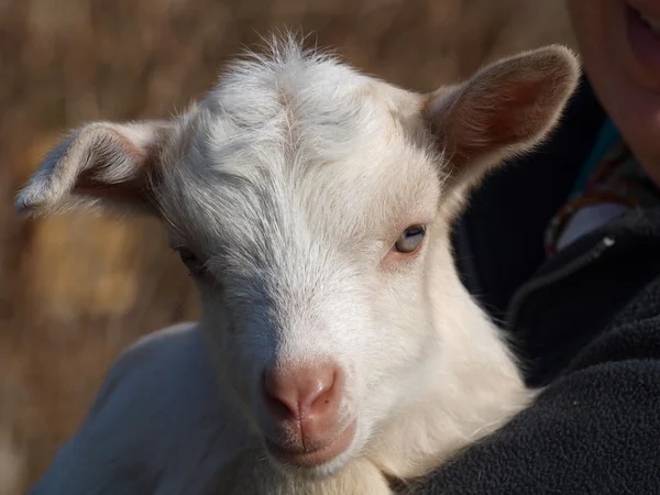 新生児のヤギ、南ボヘミア州 — ストック写真
