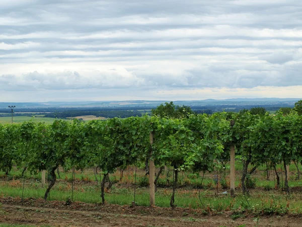 Vineyard — Stock Photo, Image