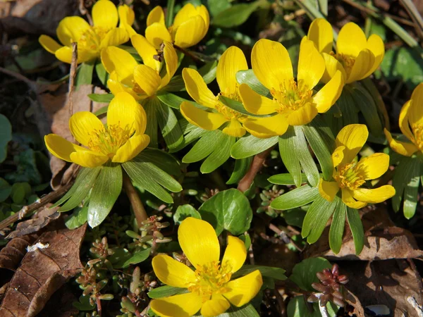 Blume eranthis, Südböhmen — Stockfoto