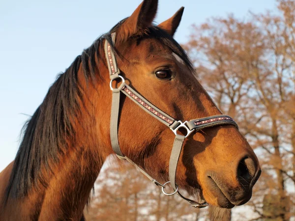 Cavallo bruno in una fattoria — Foto Stock