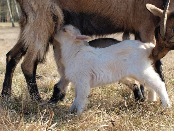 Cuccioli di capra allattati al seno — Foto Stock